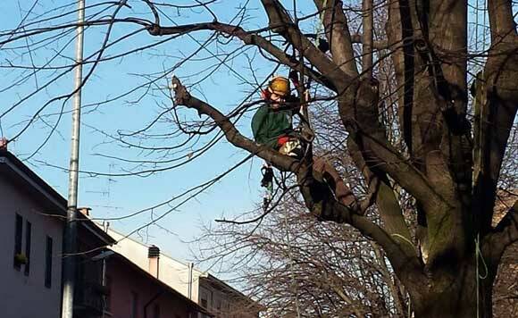 carate-piazza-battista-tree-climbing