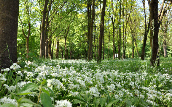 Monza-Parco-Primavera14-mb