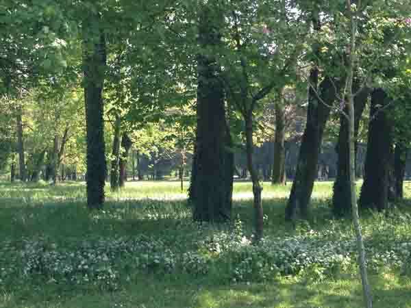 Parco-generica-verde-alberi-mb