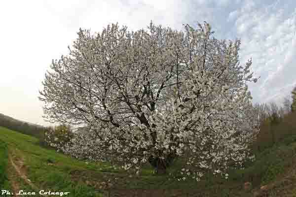 magico-ciliegio-besana-brianza-10