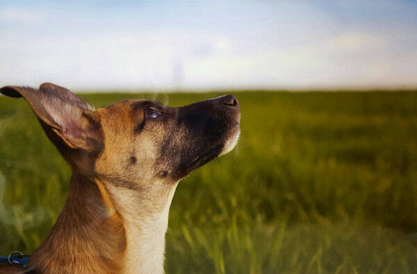 1-premio-concorso-fotografico-cani-gatti