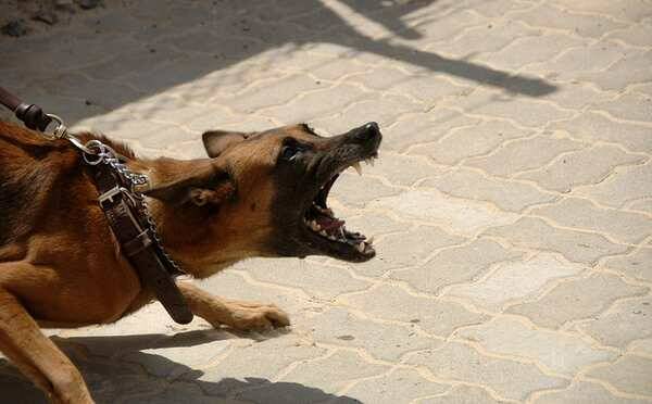 cane-attacco-aggressivo-rabbia-web