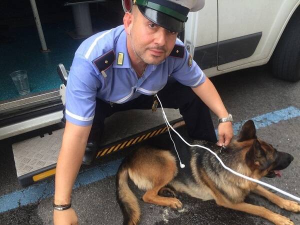 pastore tedesco ritrovato polizia locale 2