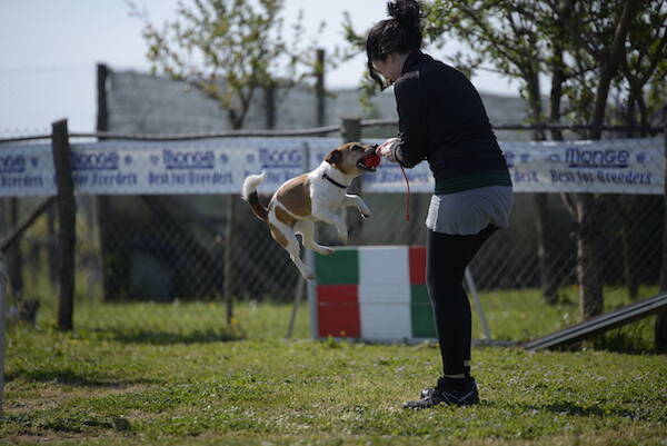 jack-russel-terrier-raduno.jpg-1