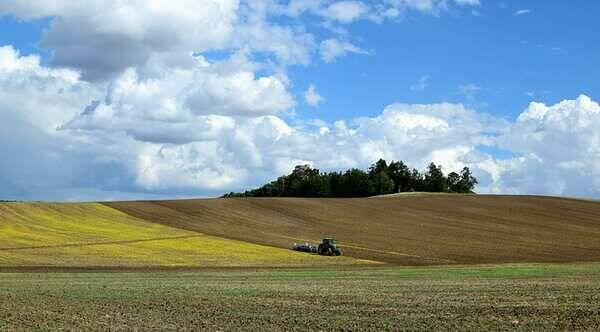 campo di grano agricolutura trattore - web