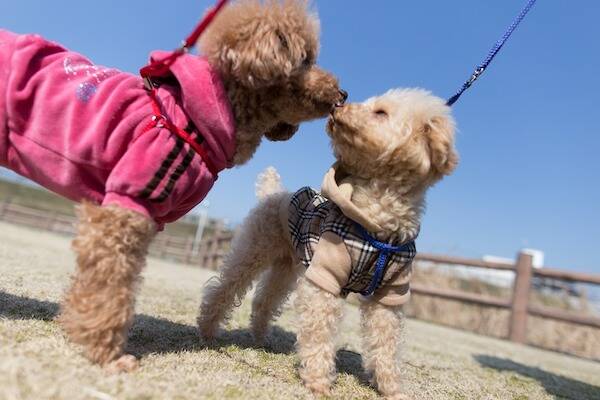 cane-accessori-moda-free-web