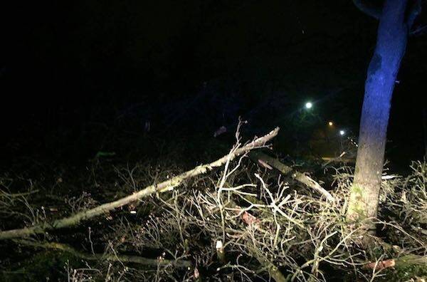 Parco-Monza-albero-caduto