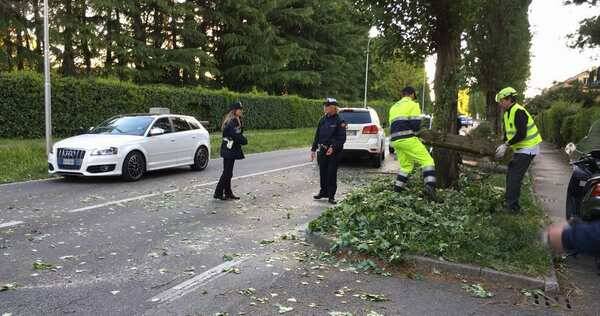 albero crollato arcore vento forte 6