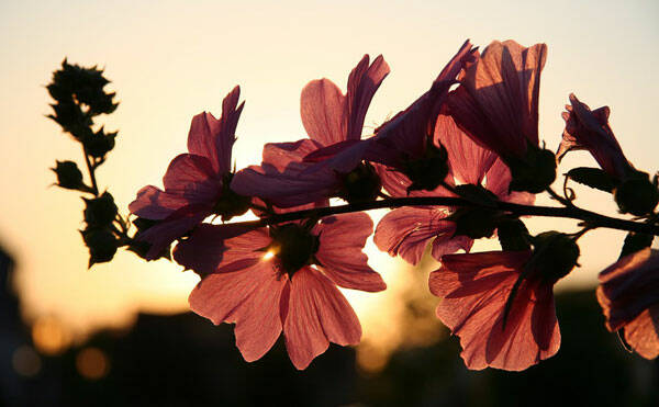 primavera-tramonto-fiori-freeweb