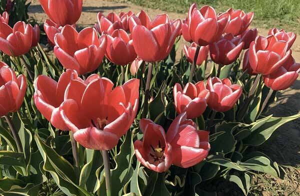 tulipani-campo-cornaredo