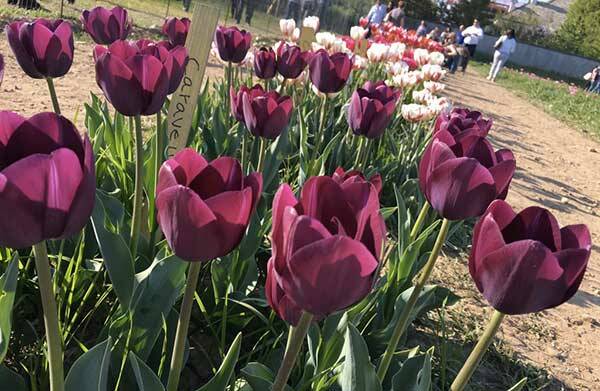 tulipani1-campo-cornaredo