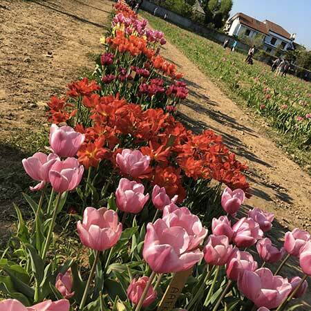 tulipani3-campo-cornaredo