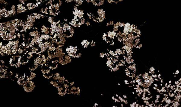 ciliegio-fiori-notte-free-web