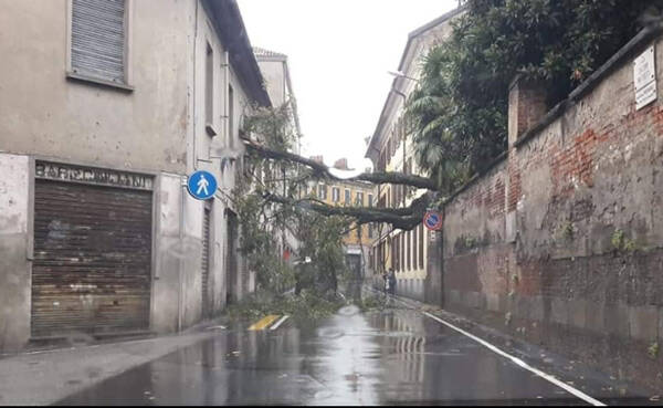 meda-corso-matteotti-albero-caduto-vento-pioggia-mb