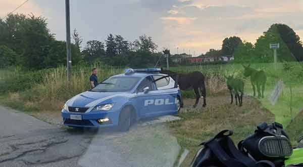 polizia-stato-asini