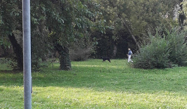 doberman-area-feste-villasanta-settembre-19