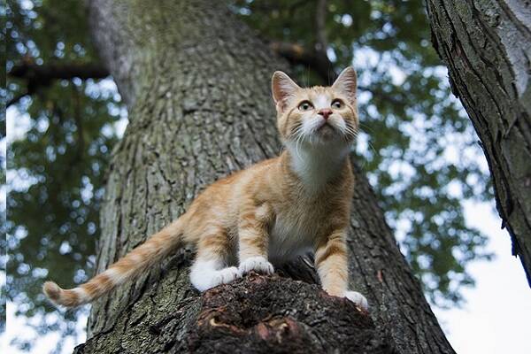 Gatto su albero