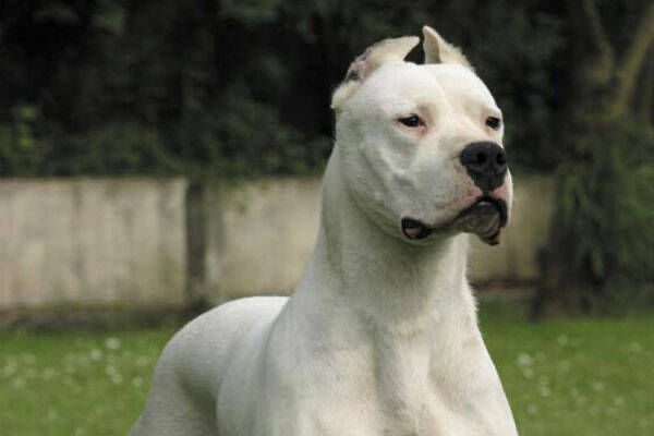 dogo-argentino