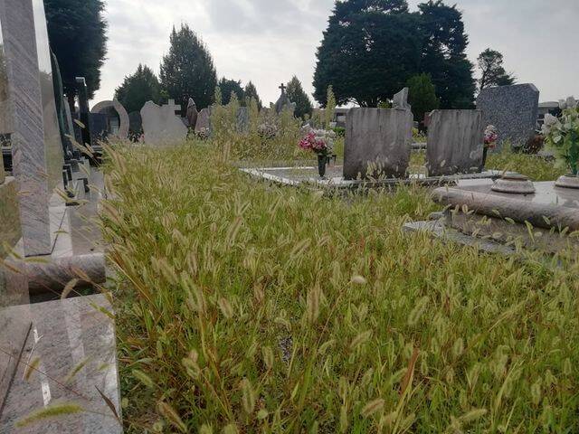 cimitero di meda foto segnalazione