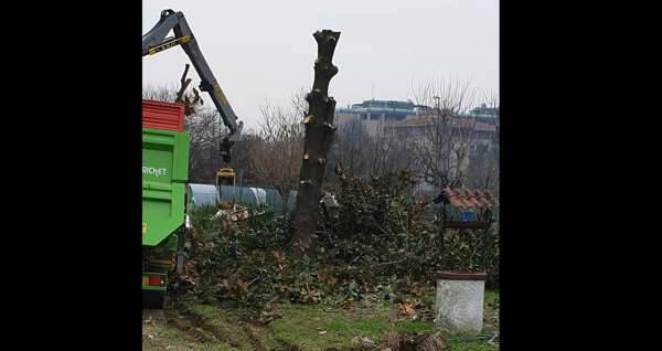 Quartiere Triante, i via Pizzagalli, alberi abbattuti