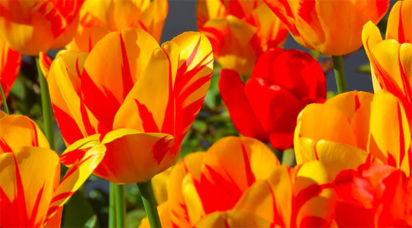 tulipani-free-web