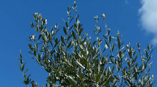 foglie-ulivo-freeweb