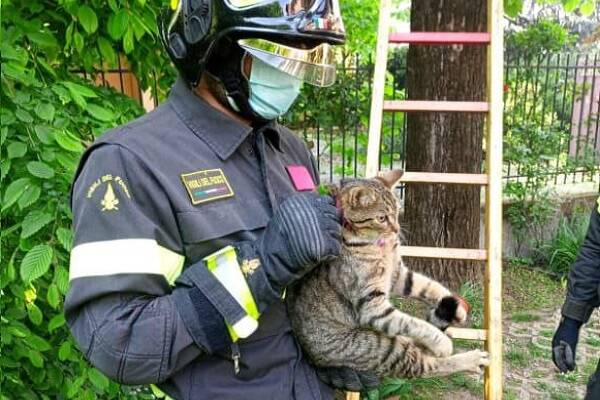 Gatto salvato Vigili del fuoco (1)