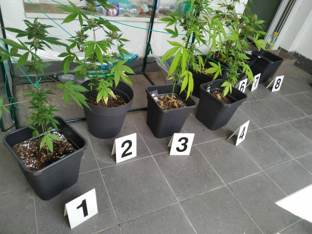 seregno, marijuana, sequestro, polizia locale