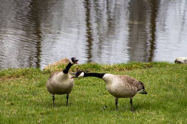 Gray Canada geese walking by the lake during daytime
