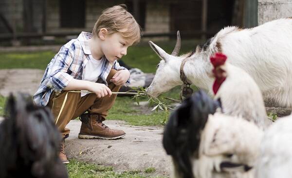Monza e Brianza: 5 agriturismi con animali per una giornata con i bambini  nella natura - MBNews