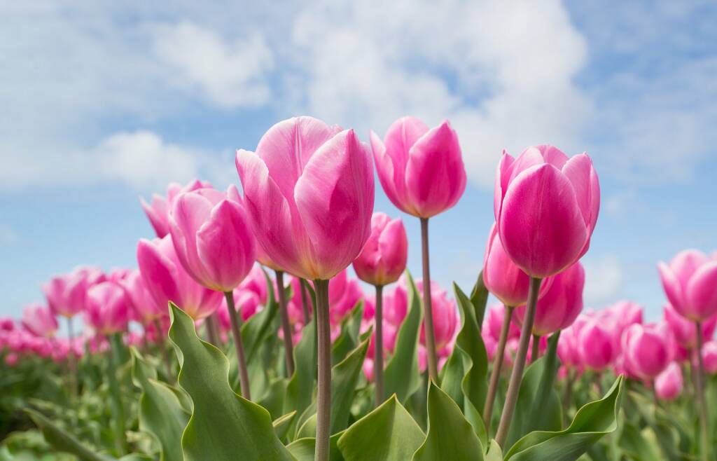 tulipani-fiori-primavera-freeweb