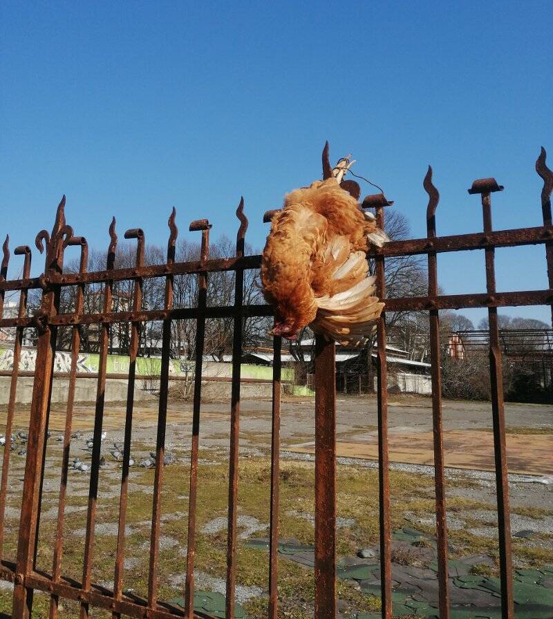 gallina morta ex macello monza 1