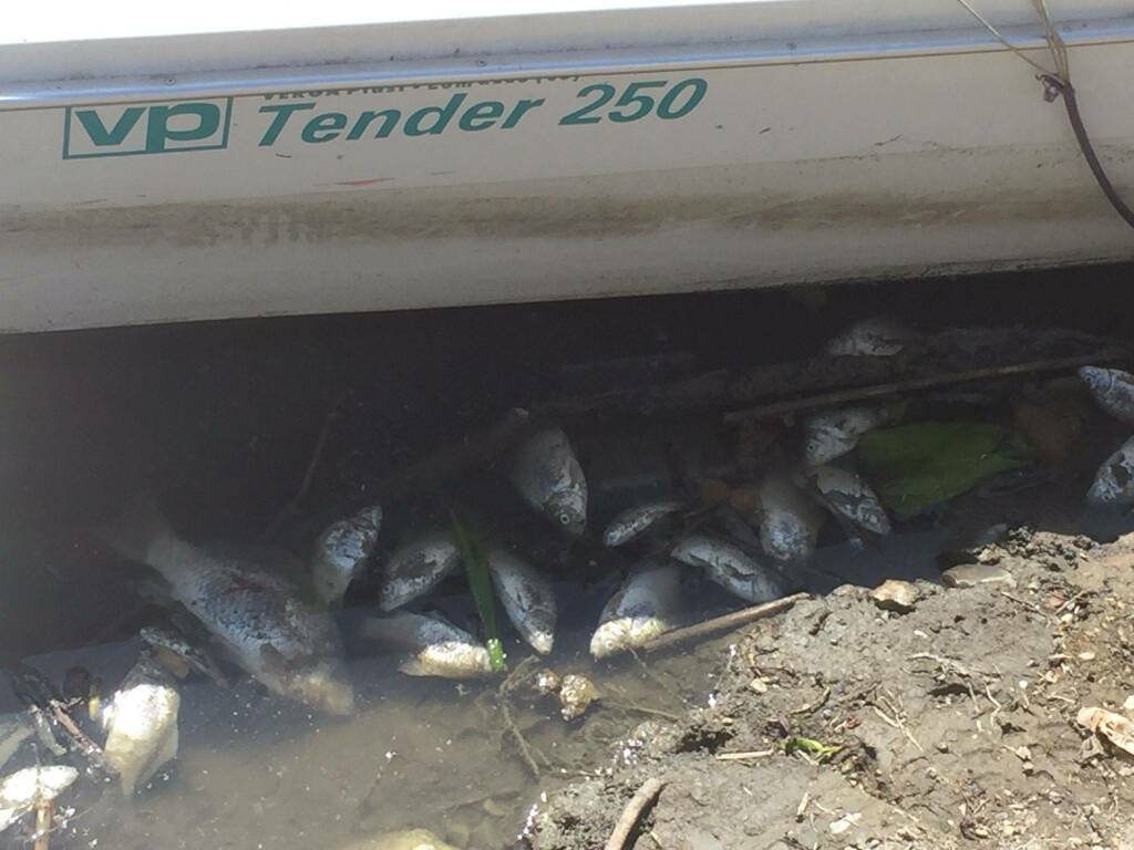 pesci morti lago pusiano