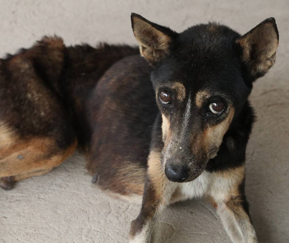 cesano maderno cane morto di fame