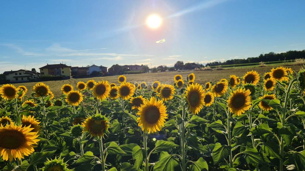 labirinto girasoli shiring ornago melissa ceccon 