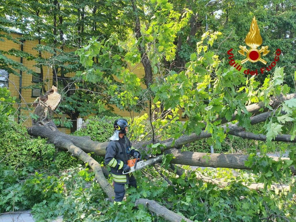 albero caduto vigili del fuoco