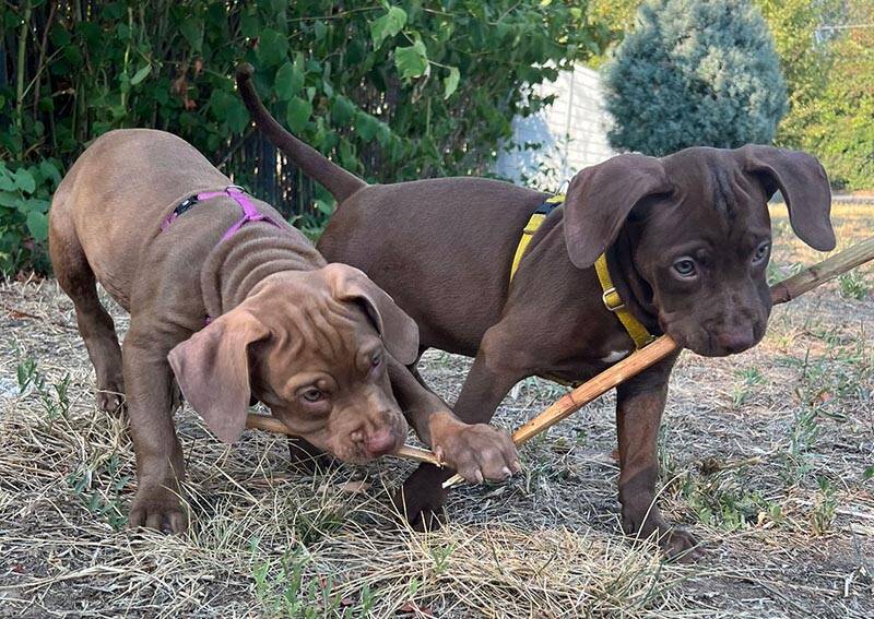 Cuccioli di pitbull cercano casa