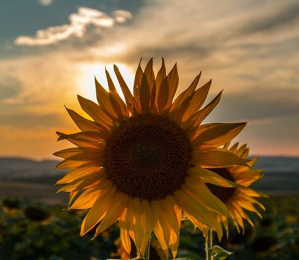 girasole-tramonto-free-web