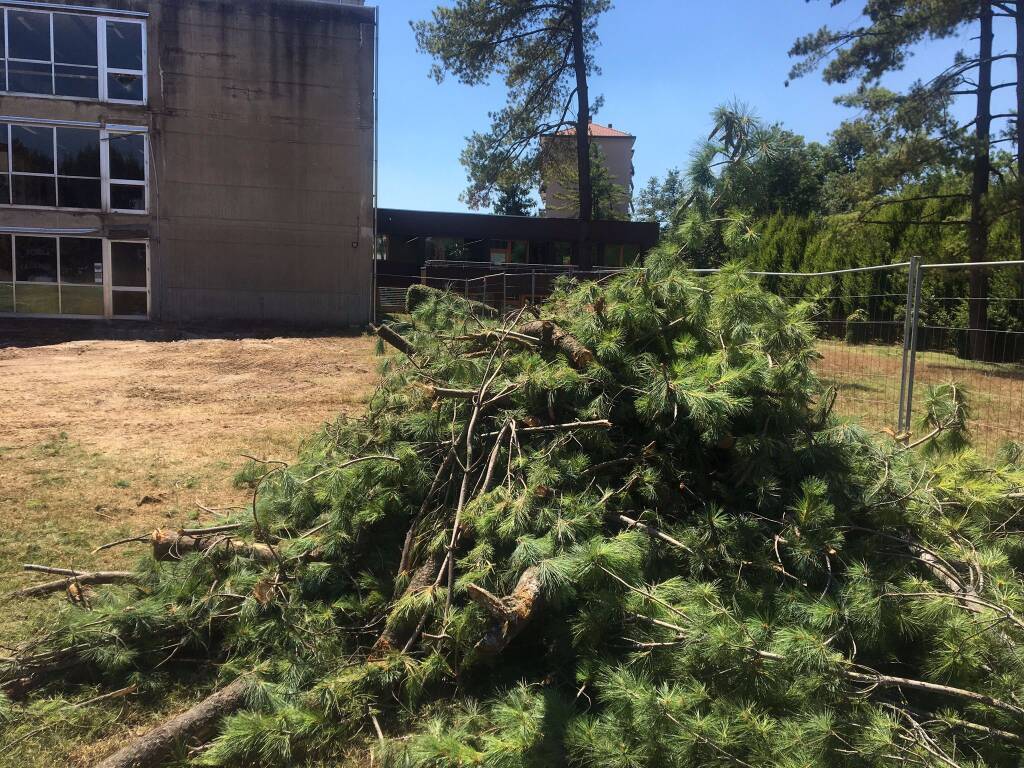 albero tagliato scuola villa villasanta