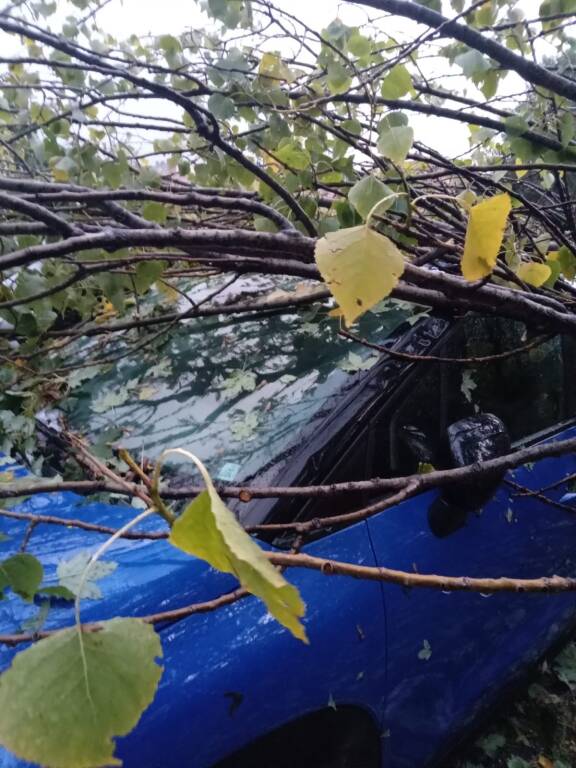 veduggio con colzano Albero sradicato temporale