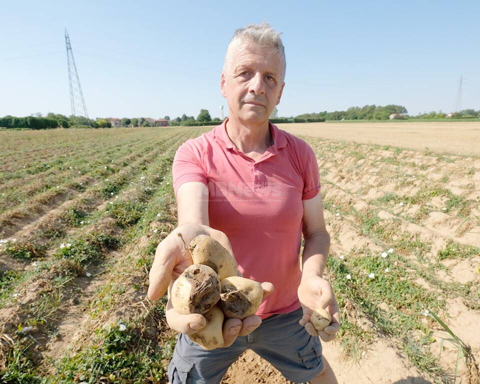 Giuliano Fumagalli azienda agricola Agrifoppa a Vimercate, produttore patata di Oreno