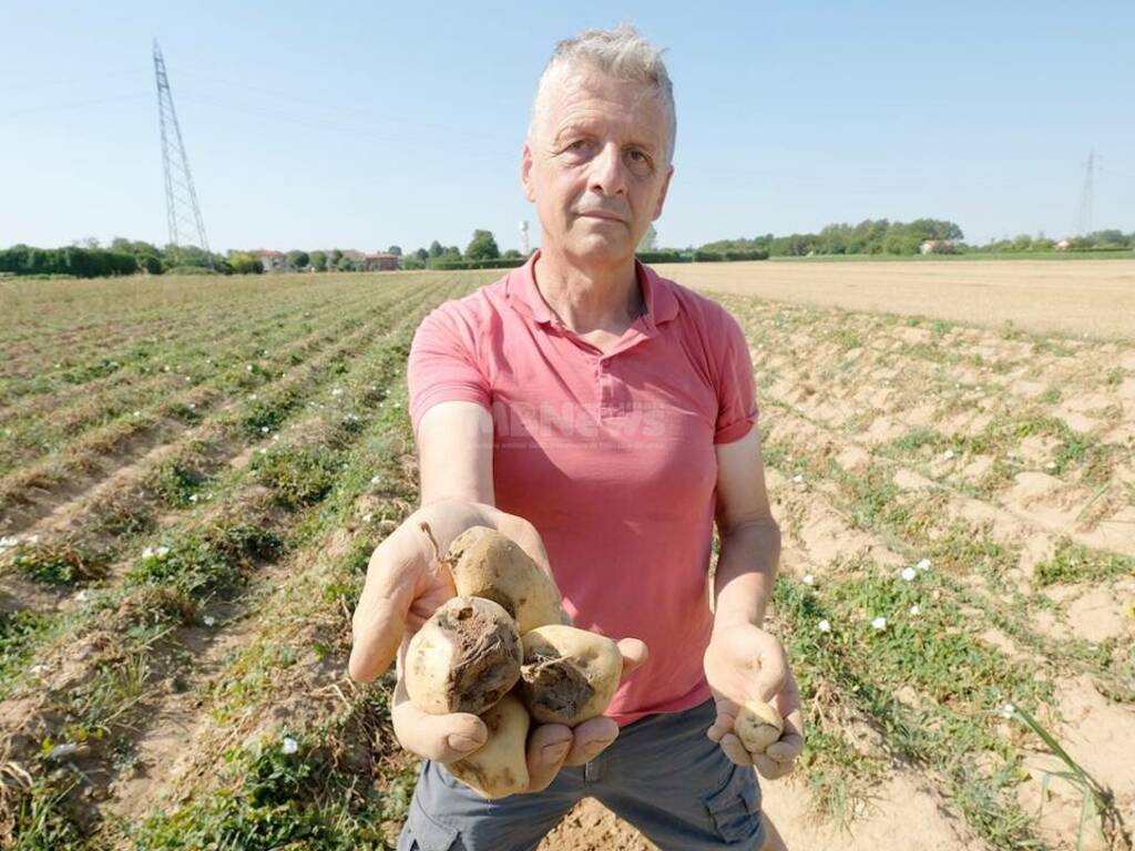 Giuliano Fumagalli azienda agricola Agrifoppa a Vimercate, produttore patata di Oreno