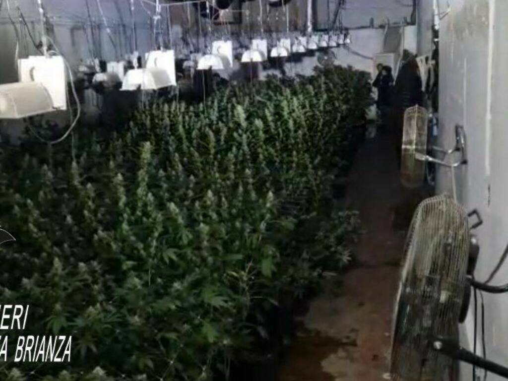 cermenate serra piante marijuana arresto