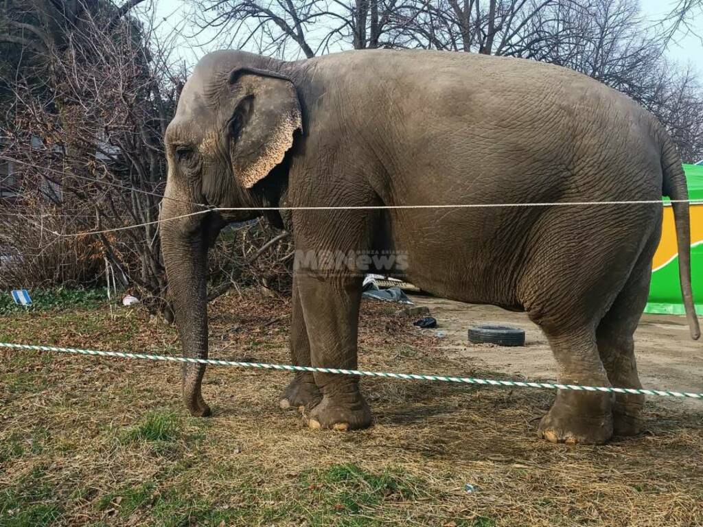 circo con animali desio mb