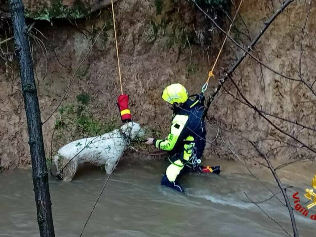 cane salvato parco groane