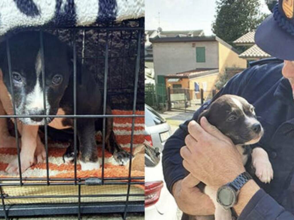 liberati cuccioli gabbia bambini monza brianza